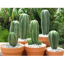 Купить кактус сан педро